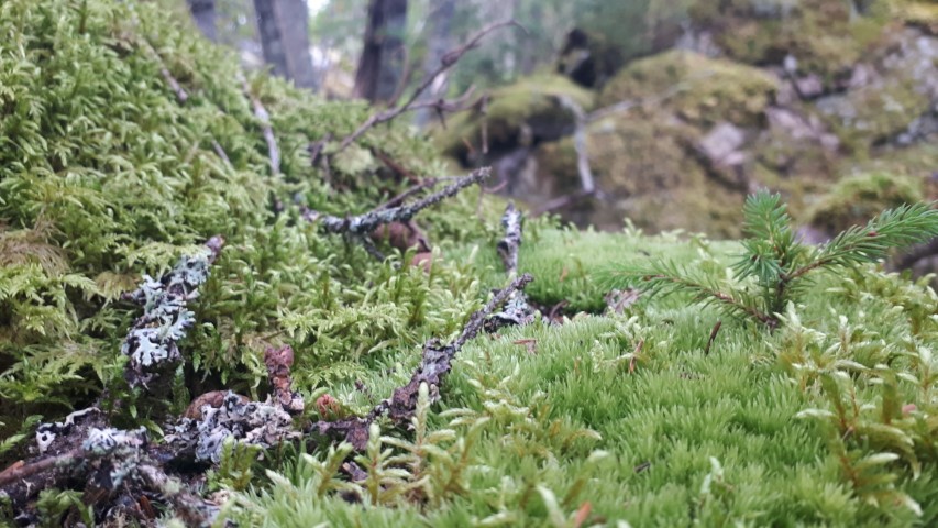 Mousses dans la forêt.